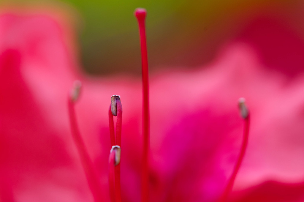 Red stamen