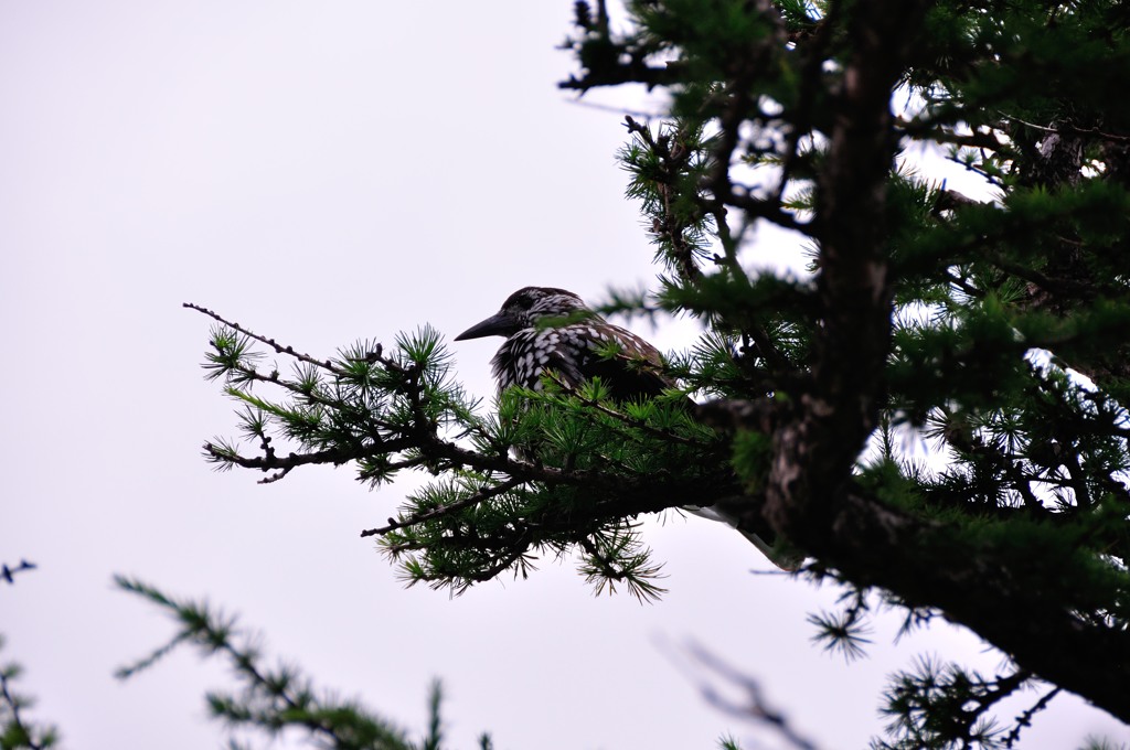 Wild Bird　Ⅱ
