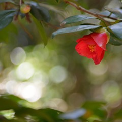 In the spring sunlight　Ⅰ