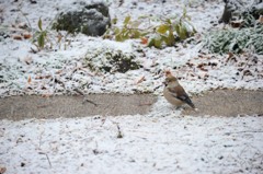 Wild Bird　Ⅰ
