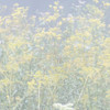 Fall in the mist