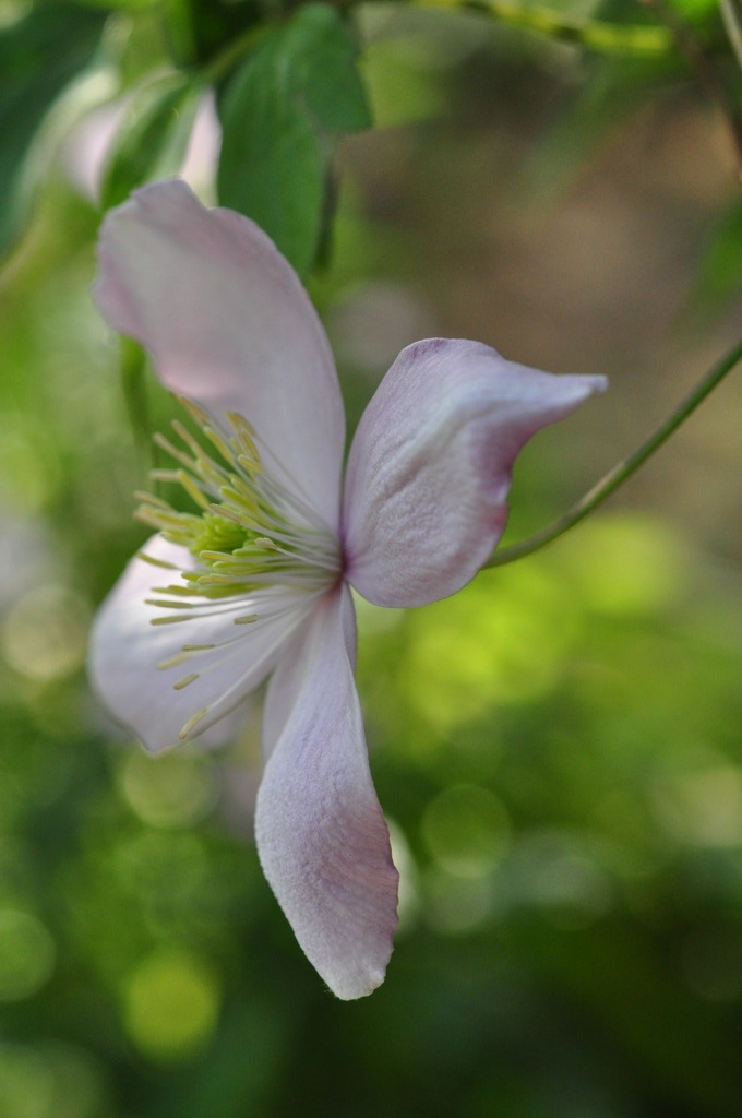Clematis Montana