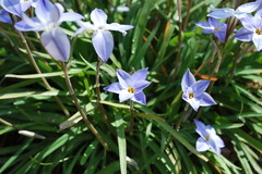 Ipheion uniflorum