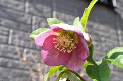 Christmas Rose