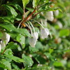 Enkianthus perulatus