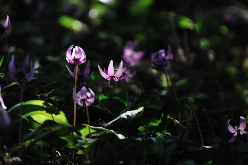 Erythronium japonicum　Ⅲ