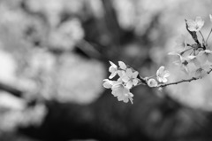 Monochrome Venus　Ⅱ