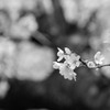 Monochrome Venus　Ⅱ