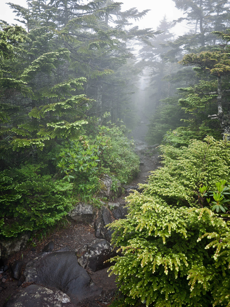 The mountain trail with the fog