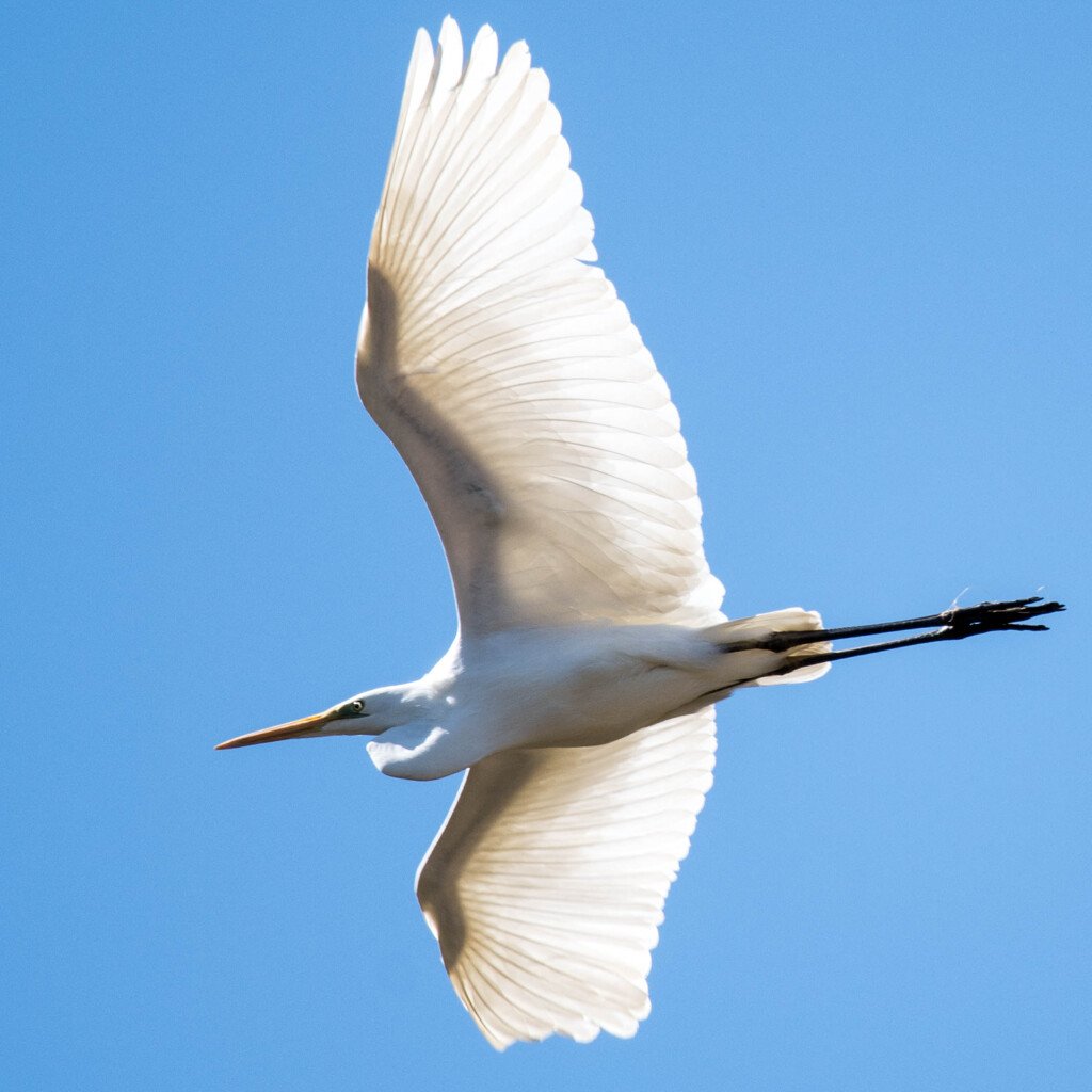 flying
