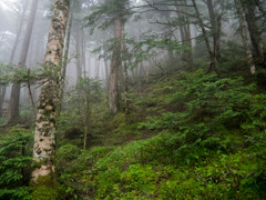 Rainy North Yatsugatake Forest　Ⅱ