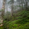 Rainy North Yatsugatake Forest　Ⅱ