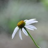 Echinacea purpurea Ⅱ