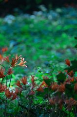 GreenSea
