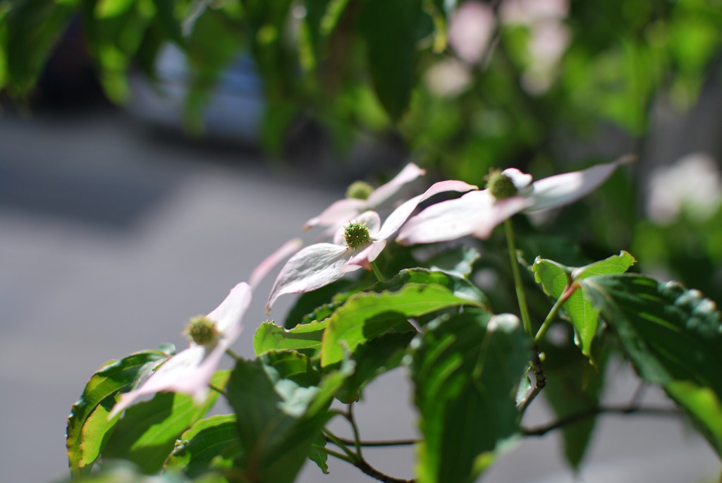 Benthamidia japonica