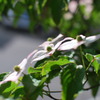 Benthamidia japonica