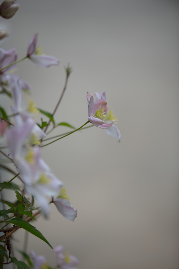 Clematis in full bloom　Ⅱ
