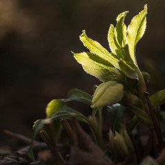 Evening light