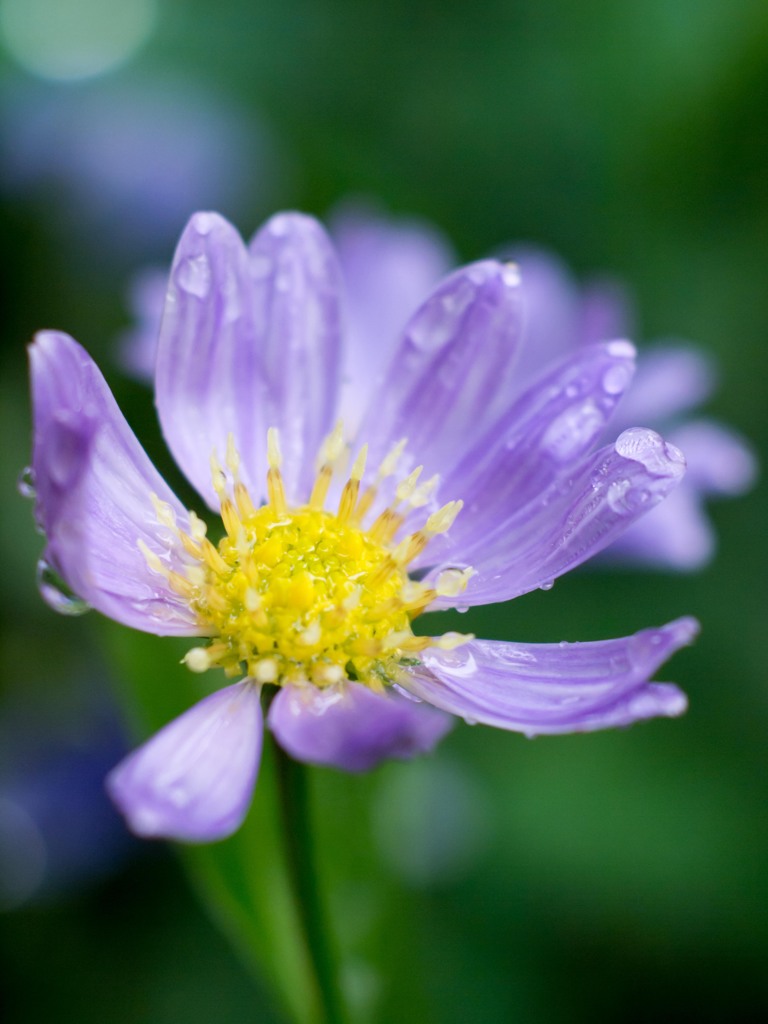 After the rain