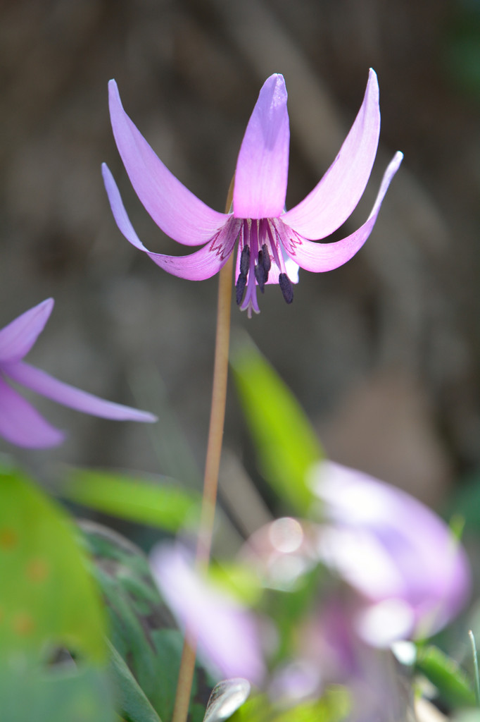 Spring ephemeral　2015　Ⅲ