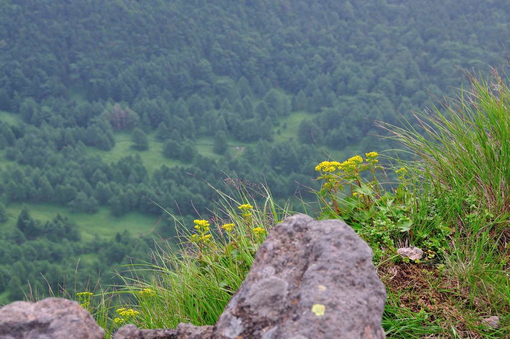 Flower of the ridgeline