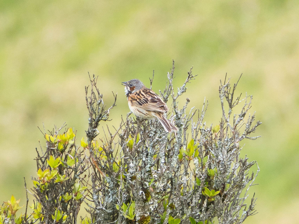 山でも野鳥　Ⅰ