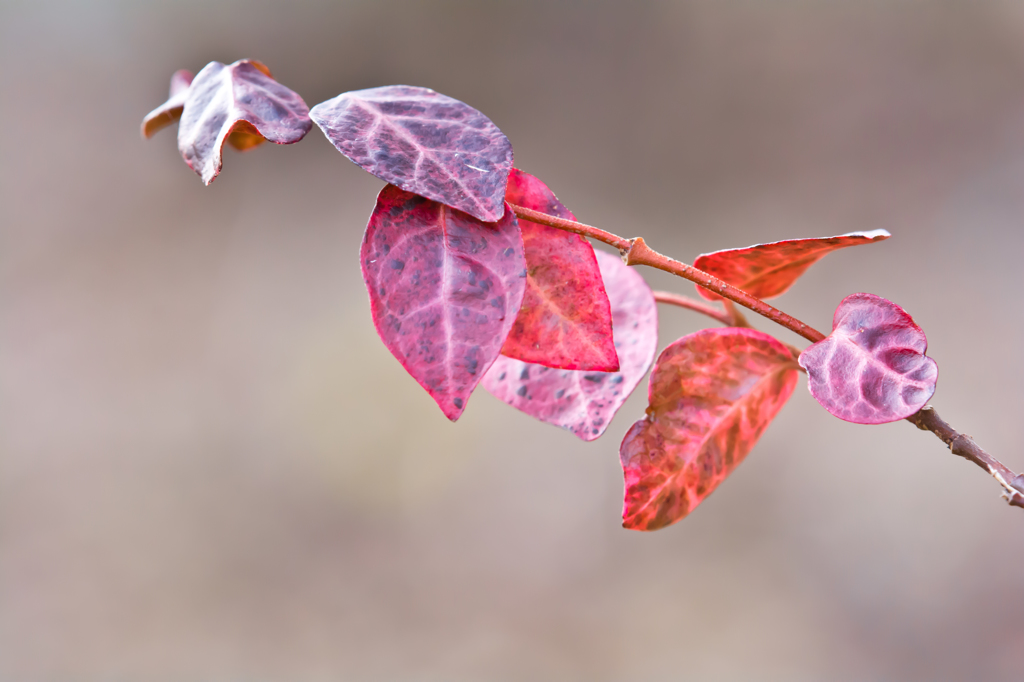 Last autumn leaves