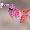 Last autumn leaves