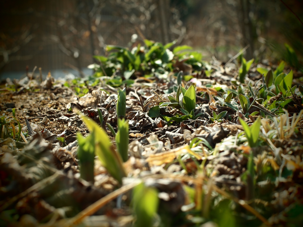 Green shoots