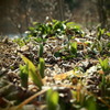 Green shoots