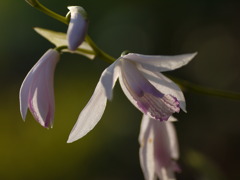 White Orchid