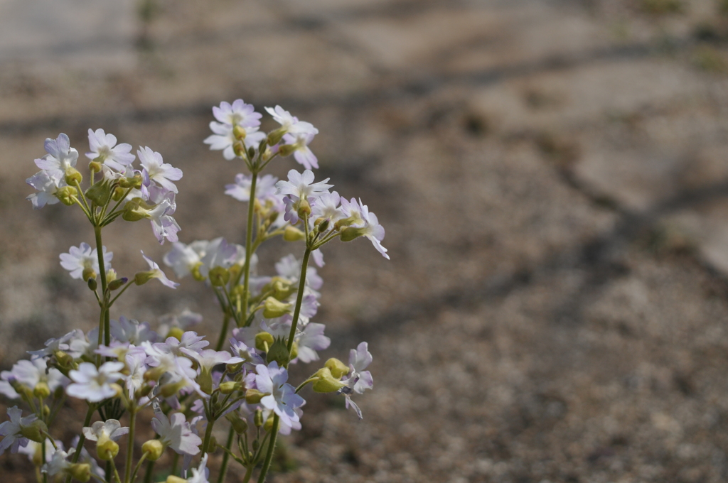 Primrose