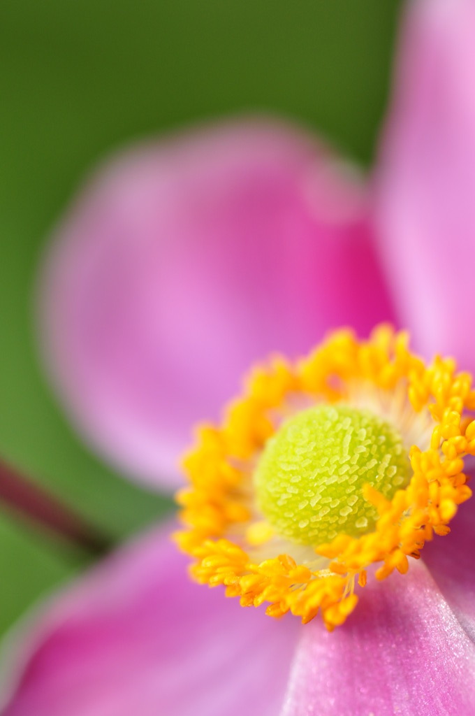 Anemone hupehensis var. japonica