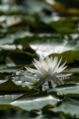 lotus Ⅳ