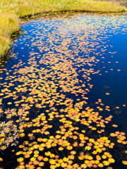 秋色の池塘