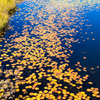 秋色の池塘