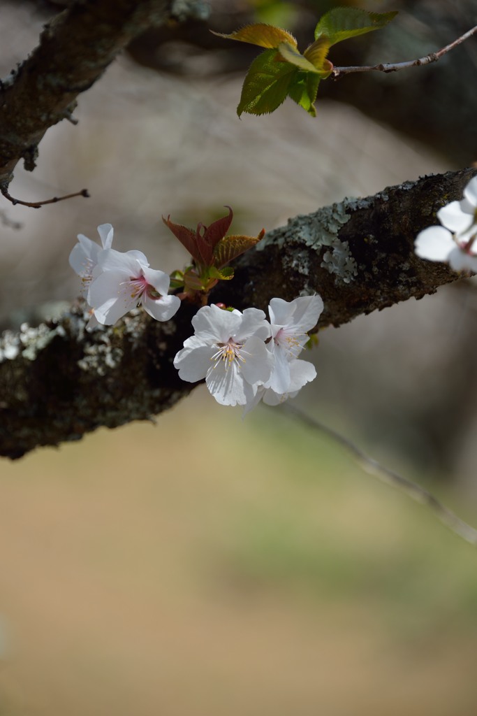 Blooming cherry tree