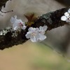 Blooming cherry tree