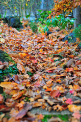 Autumn color at home　Ⅱ