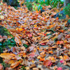 Autumn color at home　Ⅱ