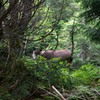八ヶ岳のカモシカ♪