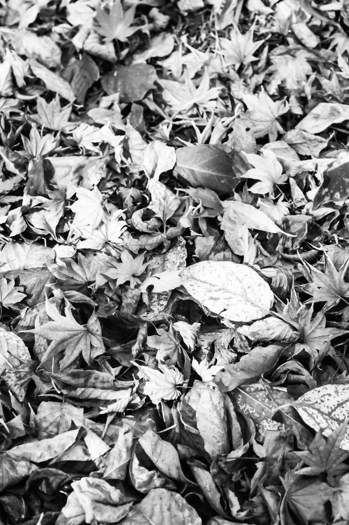 The end of the trees