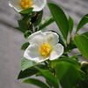 夏椿