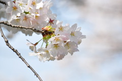 sakura