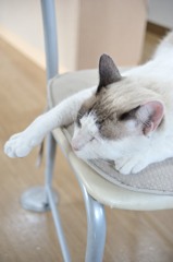 Siesta