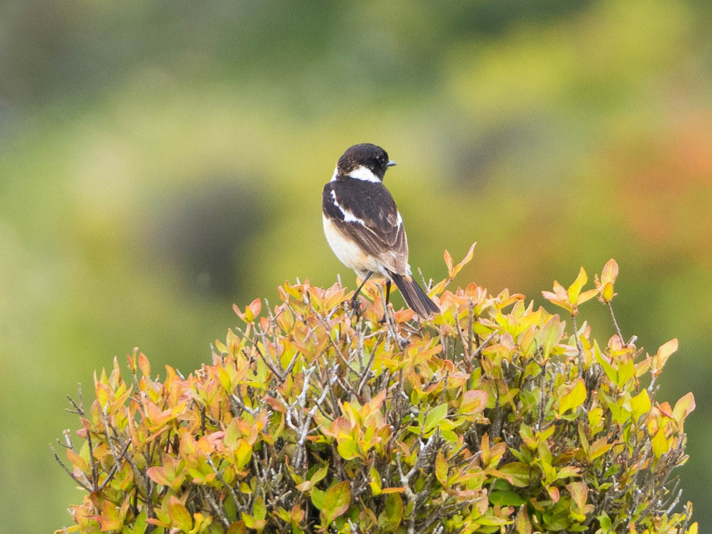 山でも野鳥　Ⅱ