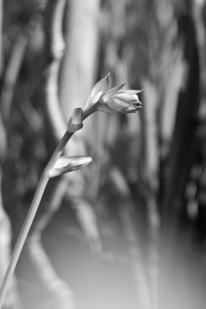 Elegantly monochrome