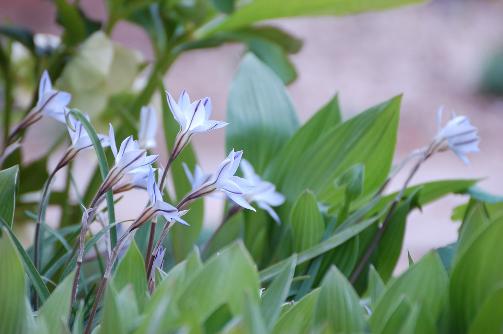 Spring of my garden　Ⅳ