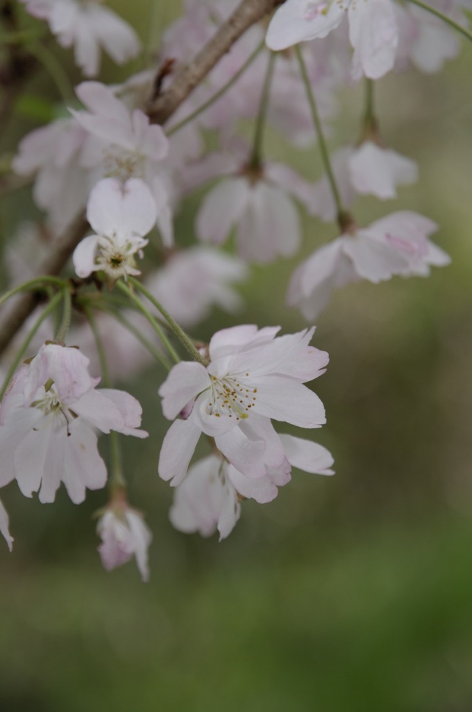 Cherry blossom of this year