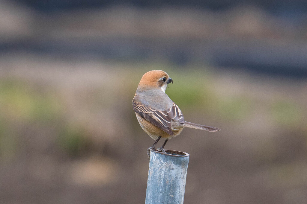 スウィング♪